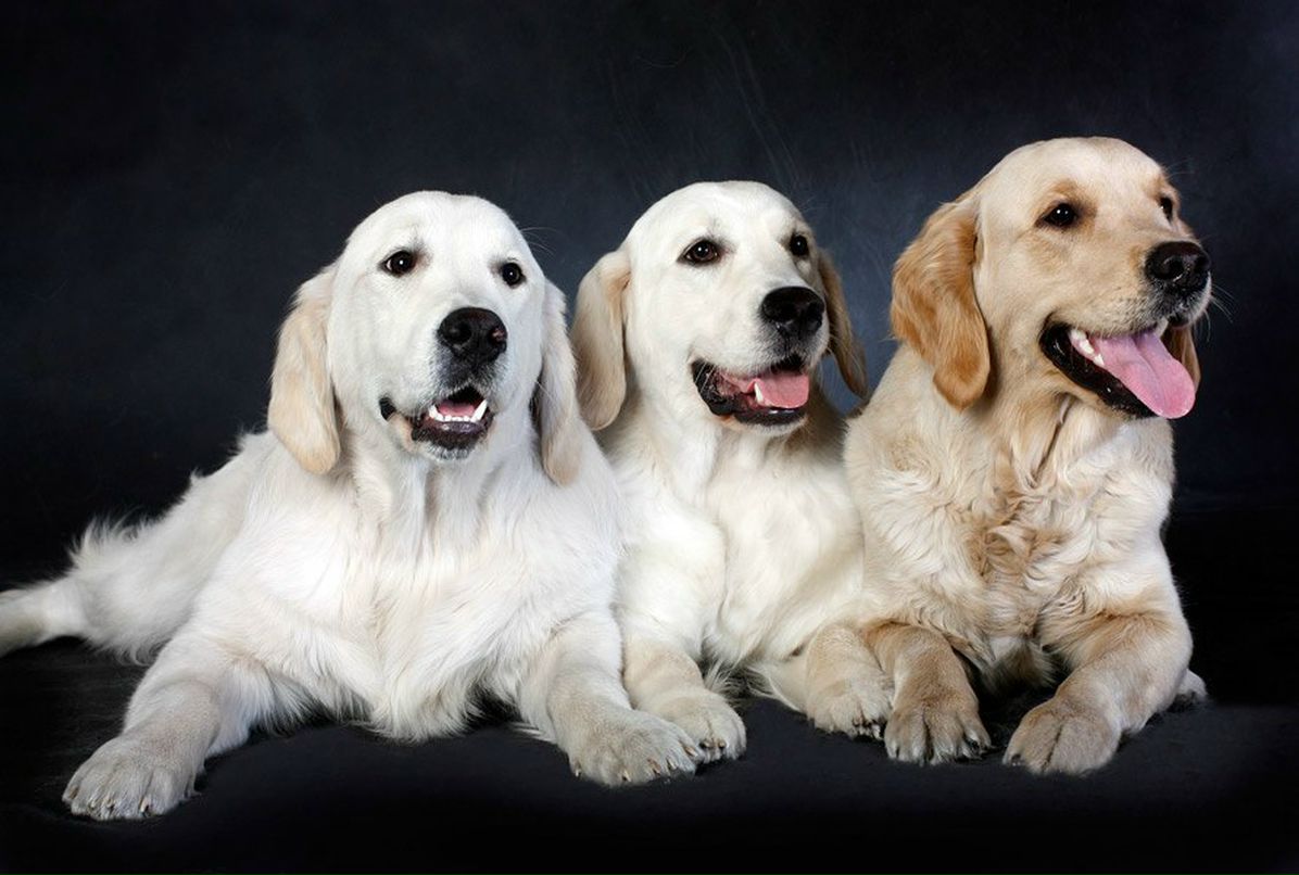 Ангелина Балицкая | Севастополь