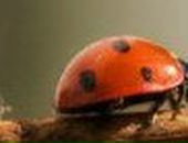 Юлия Романова | Киев