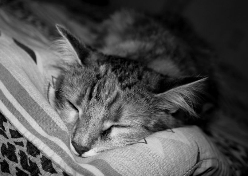 Иннокентий Гончаров | Солнечногорск