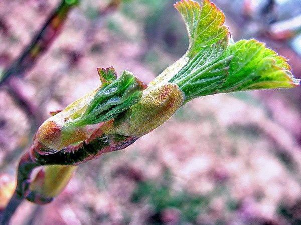 Вера Царёва | Москва