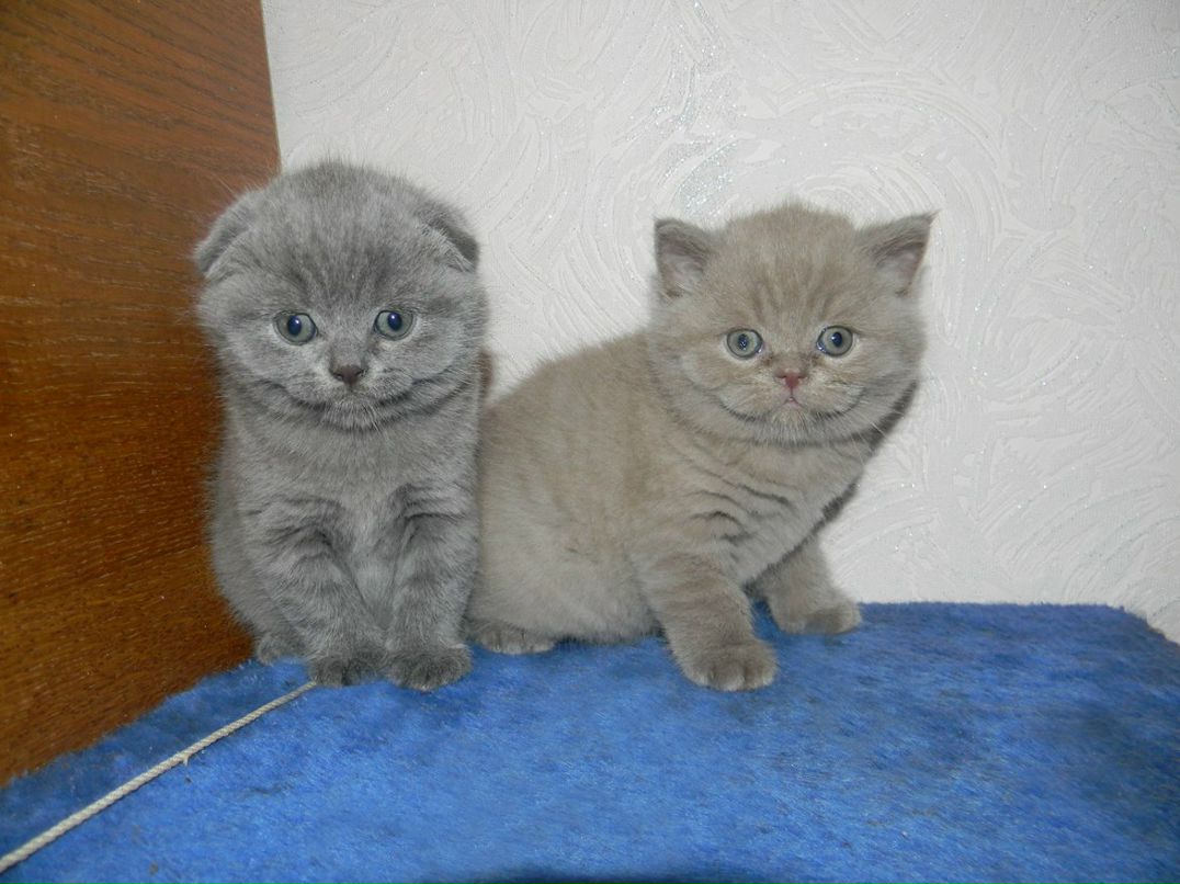 Darling Mirage-Sun | Киев