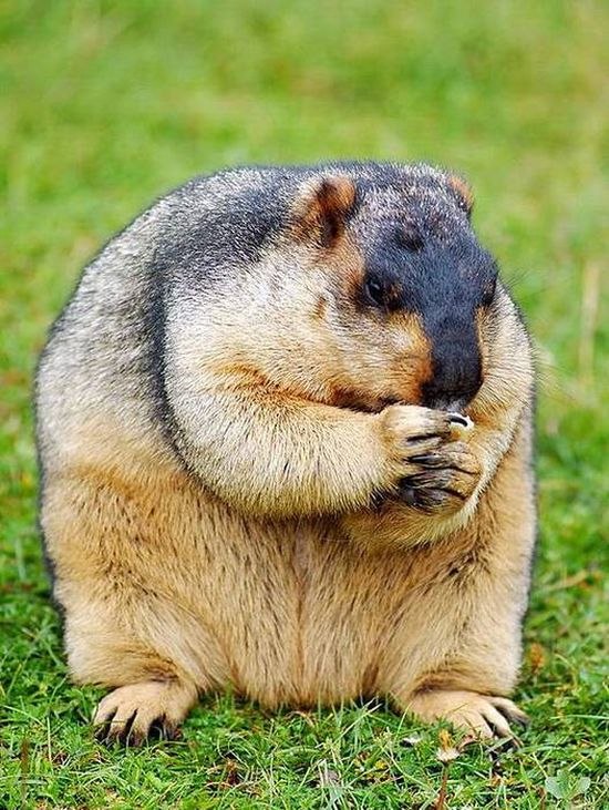 Олька Негомедзянова Manticora | Киев