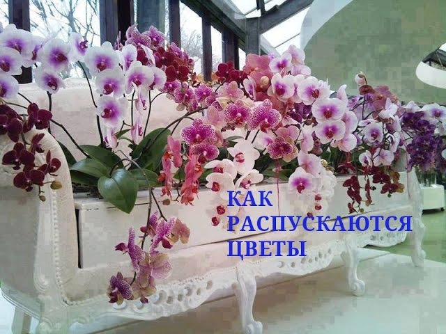 Доброе утро орхидеи