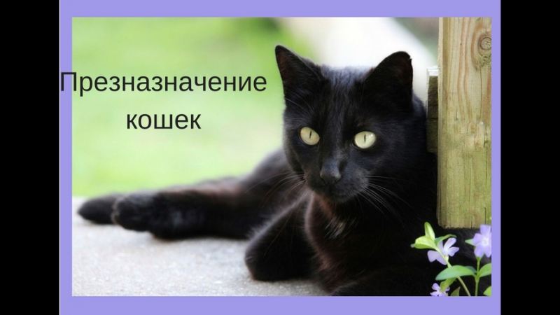 Предназначение кошек