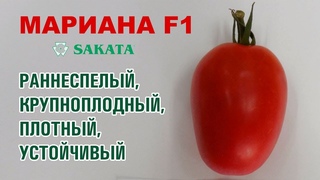 ТОМАТ МАРИАНА F1 - РАННЯЯ, КРУПНОПЛОДНАЯ, ПЛОТНАЯ, ВЫСОКО УРОЖАЙНАЯ СЛИВКА