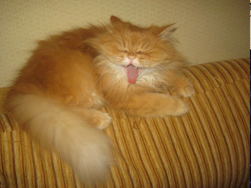 Елена Павлова | Великие Луки