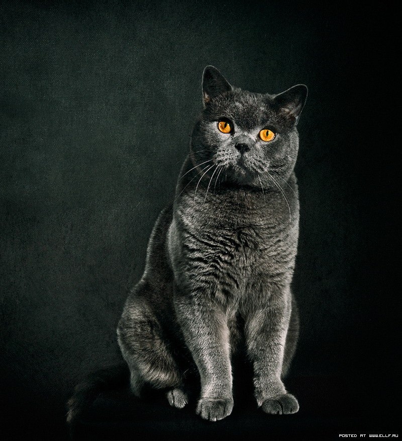 Дмитрий Дидур | Орёл