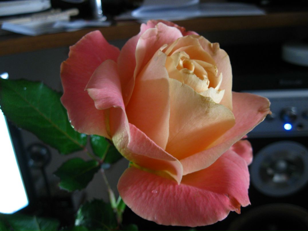 Елена Купченко | Новополоцк