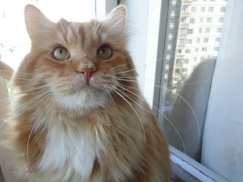 Абрикосов Нектаринович Персик | Санкт-Петербург