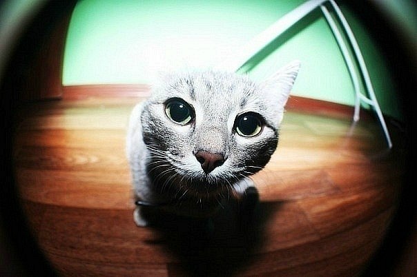 Алексей Добров fOreJek | Москва