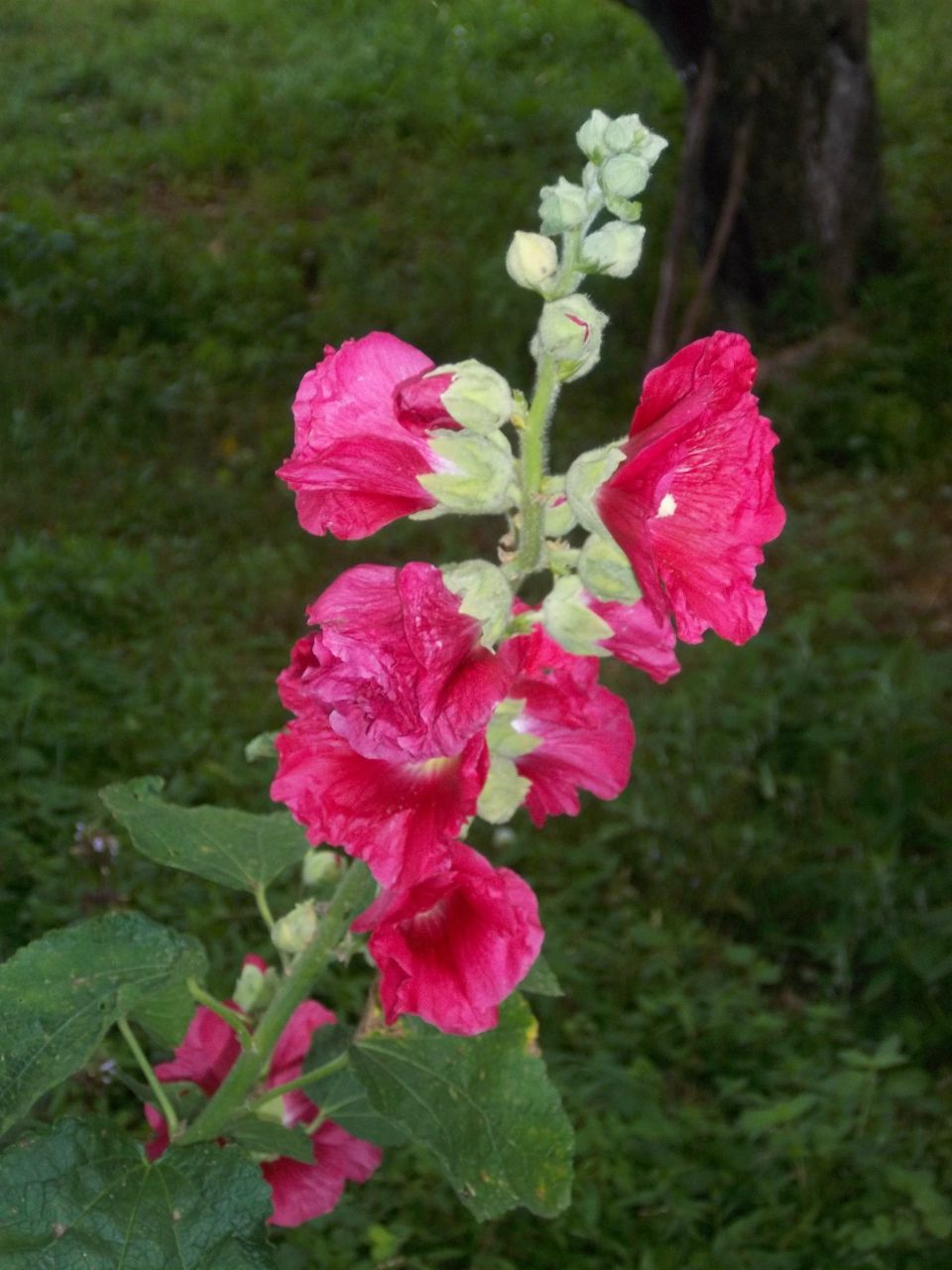 Svetlana Volodej | Чернигов