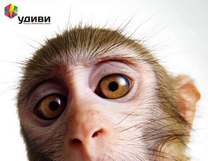 Anton Chupin | Москва