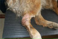 №15, Рушана Сарагул, Ижевск, Россия