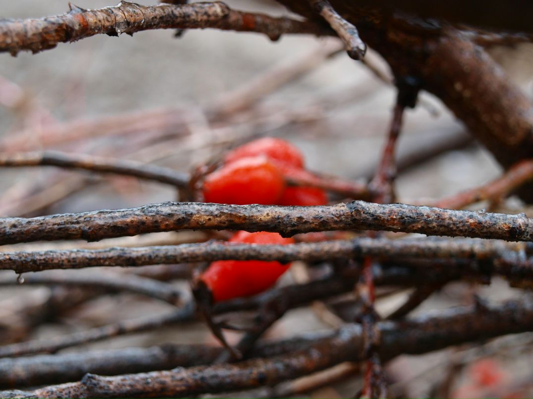 Вероника Гладченко | 