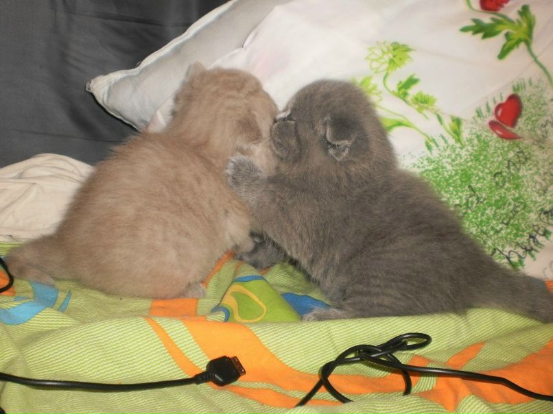 Марина Губская | Киев