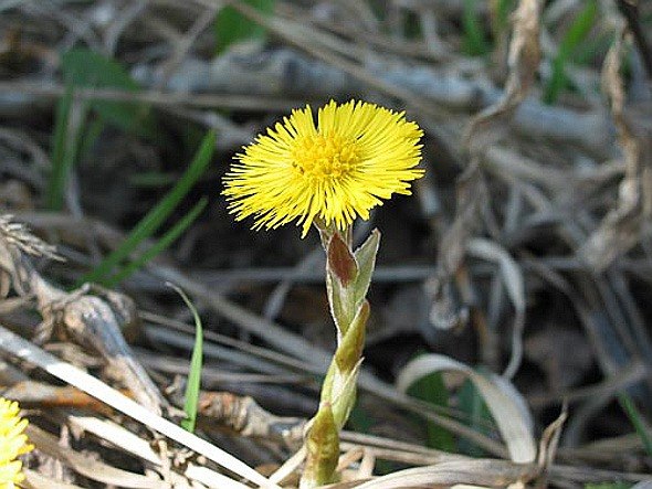 Алёна Викулина | Олонец