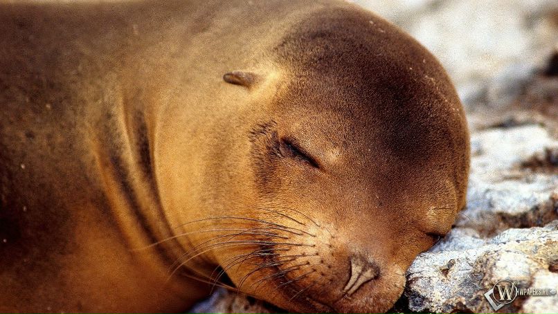 Мария Букреева *Birdy* | Москва