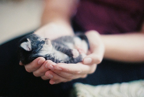 №1, Sveta Stas №1, Sveta Stas