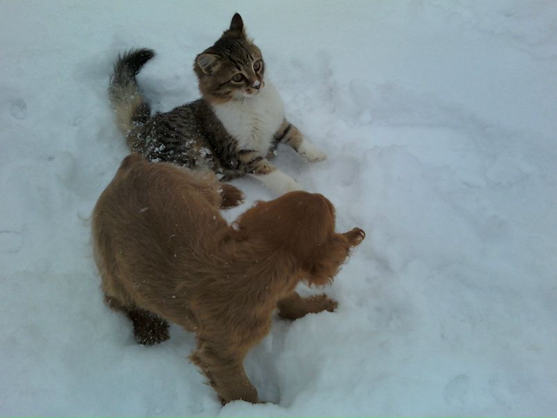 №13, Петро Іванченко, Боярка №13, Петро Іванченко, Боярка