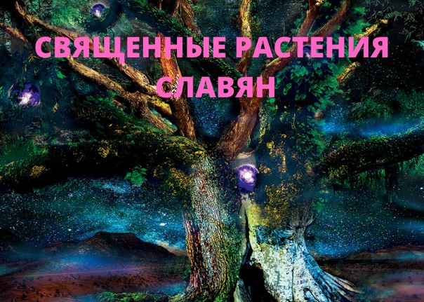 кельтские жрецы друиды. друиды мифология. священное растение для многих народов европы. священное растение для многих народов европы. священное растение для многих народов европы.