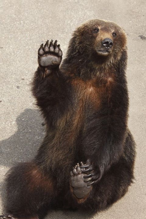 Фокс Фокс | Иркутск