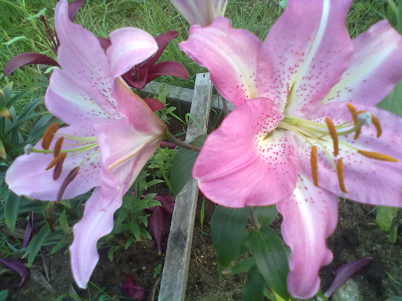 Наталья Кондрашкина | Сегежа