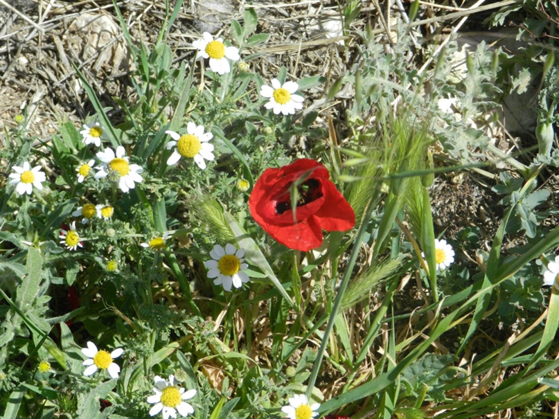 Даниэль Шехтер |