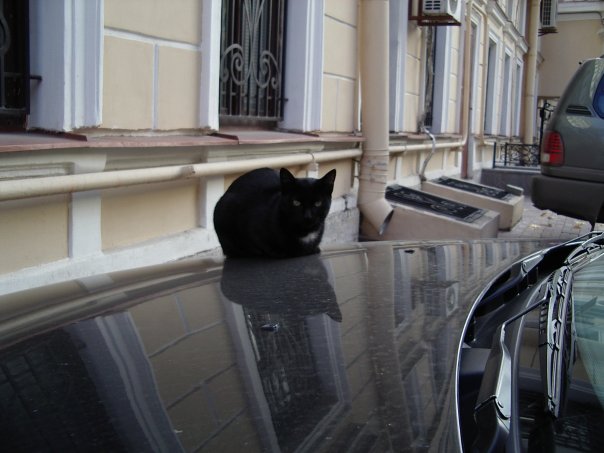 Сергей Дикарев | Санкт-Петербург