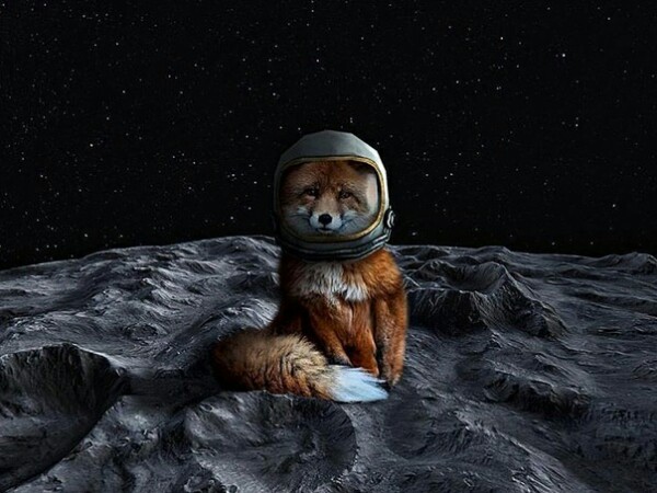 Елена Савкова | Санкт-Петербург