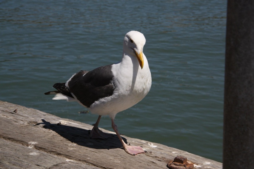 Павел Подгорнов | Санкт-Петербург