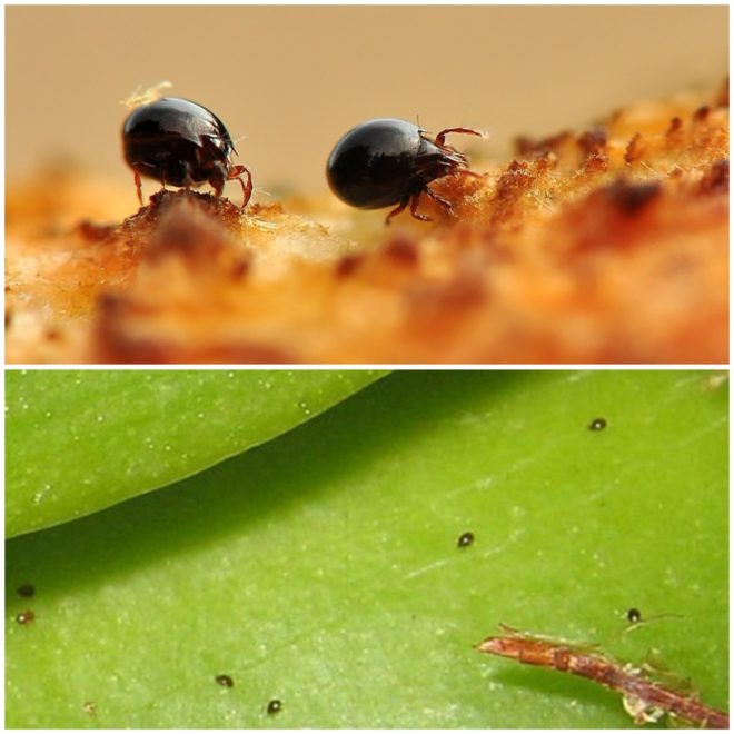 Как выглядит панцирный клещ Как выглядит панцирный клещ