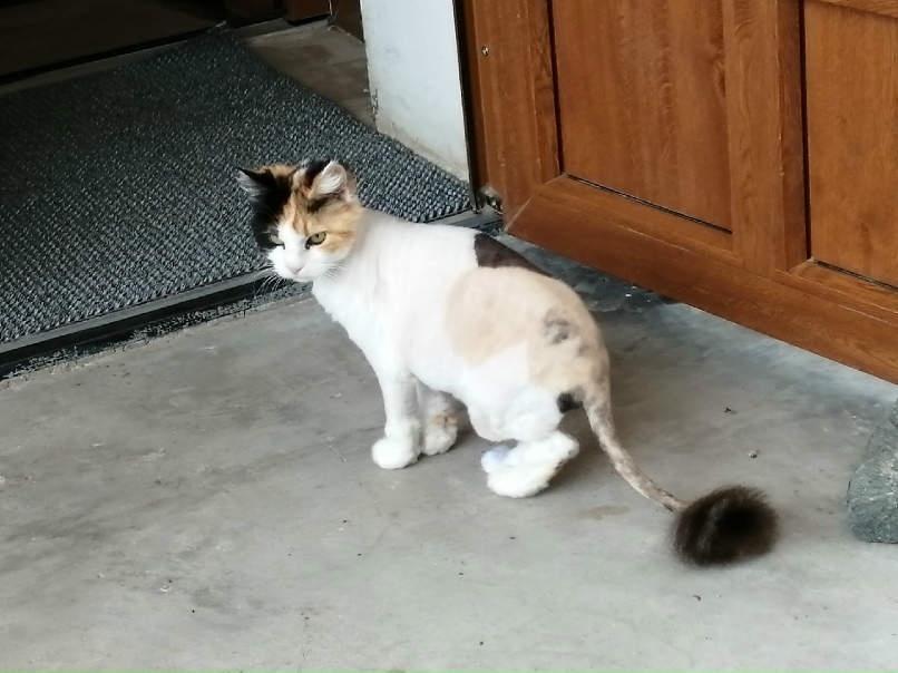 Елена Чеснокова | Санкт-Петербург