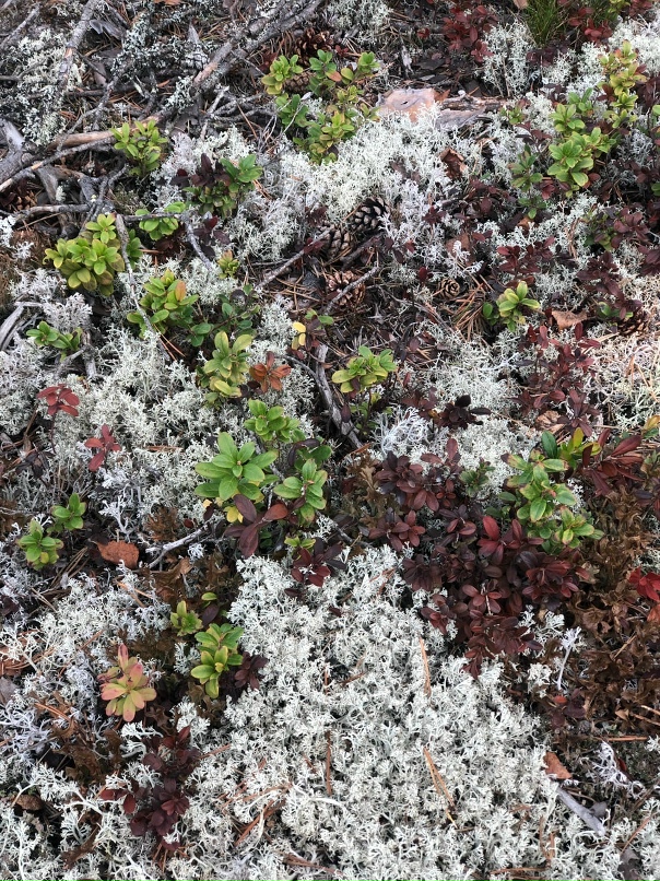 Александра Меньшова | Москва
