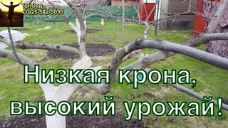 Как ПРАВИЛЬНО СФОРМИРОВАТЬ ГРУШУ и ЯБЛОНЮ?.ТопСад