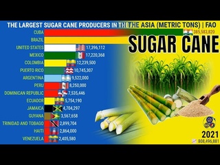 THE LARGEST SUGAR CANE PRODUCERS IN THE WORLD, EUROPE, ASIA, AMERICA’S, AFRICA AND OCEANIA